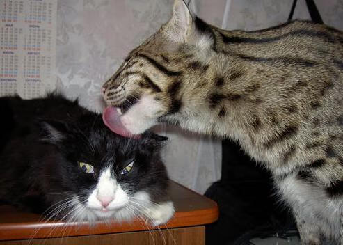 当迪巴拉的星光划破夜空,乌克兰足球的战歌已在欧陆回响