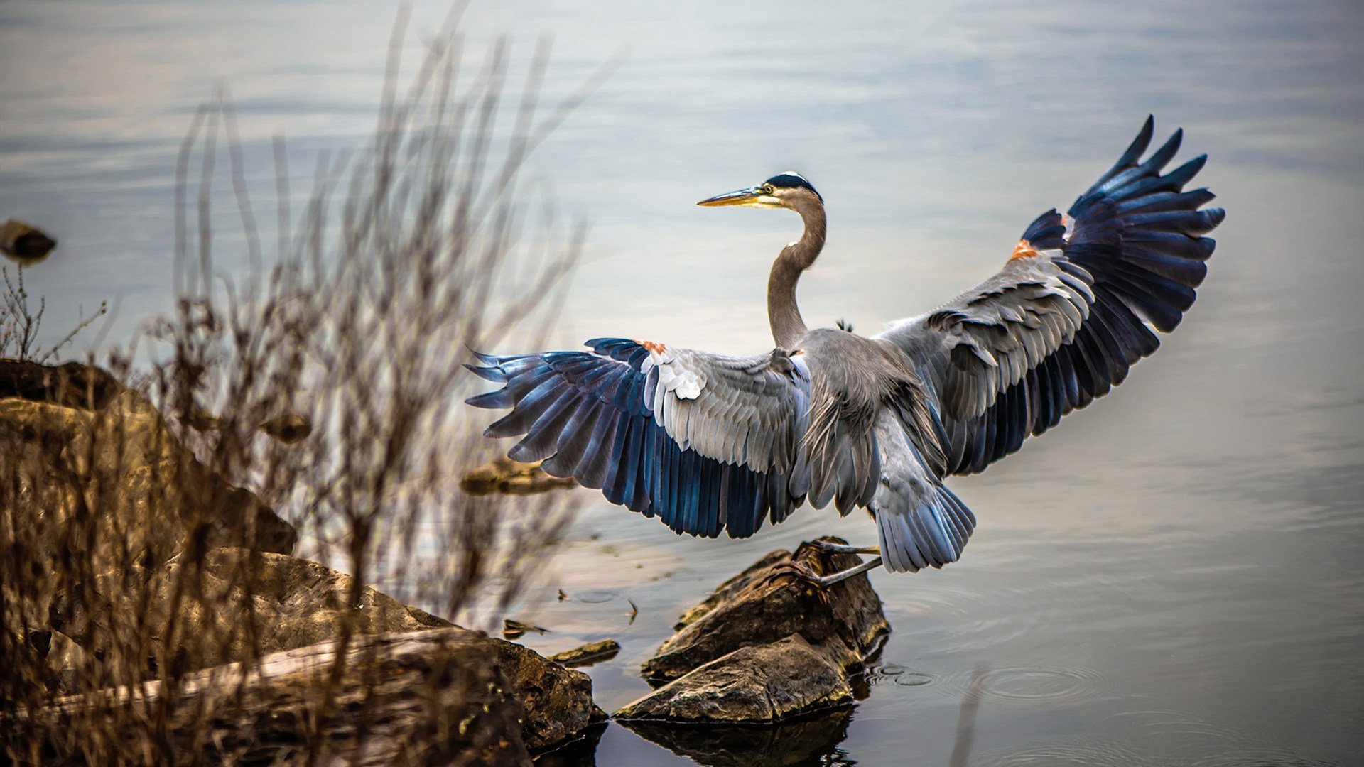 压力锻造的奇迹,阿坎吉的爆发与洪都拉斯的闪电革命