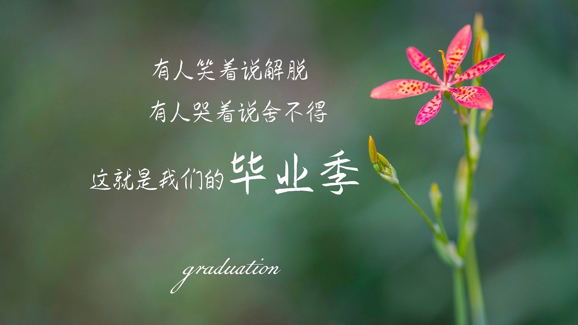 骑士冲垮公牛,福克斯关键先生闪耀赛场,谱写胜利篇章