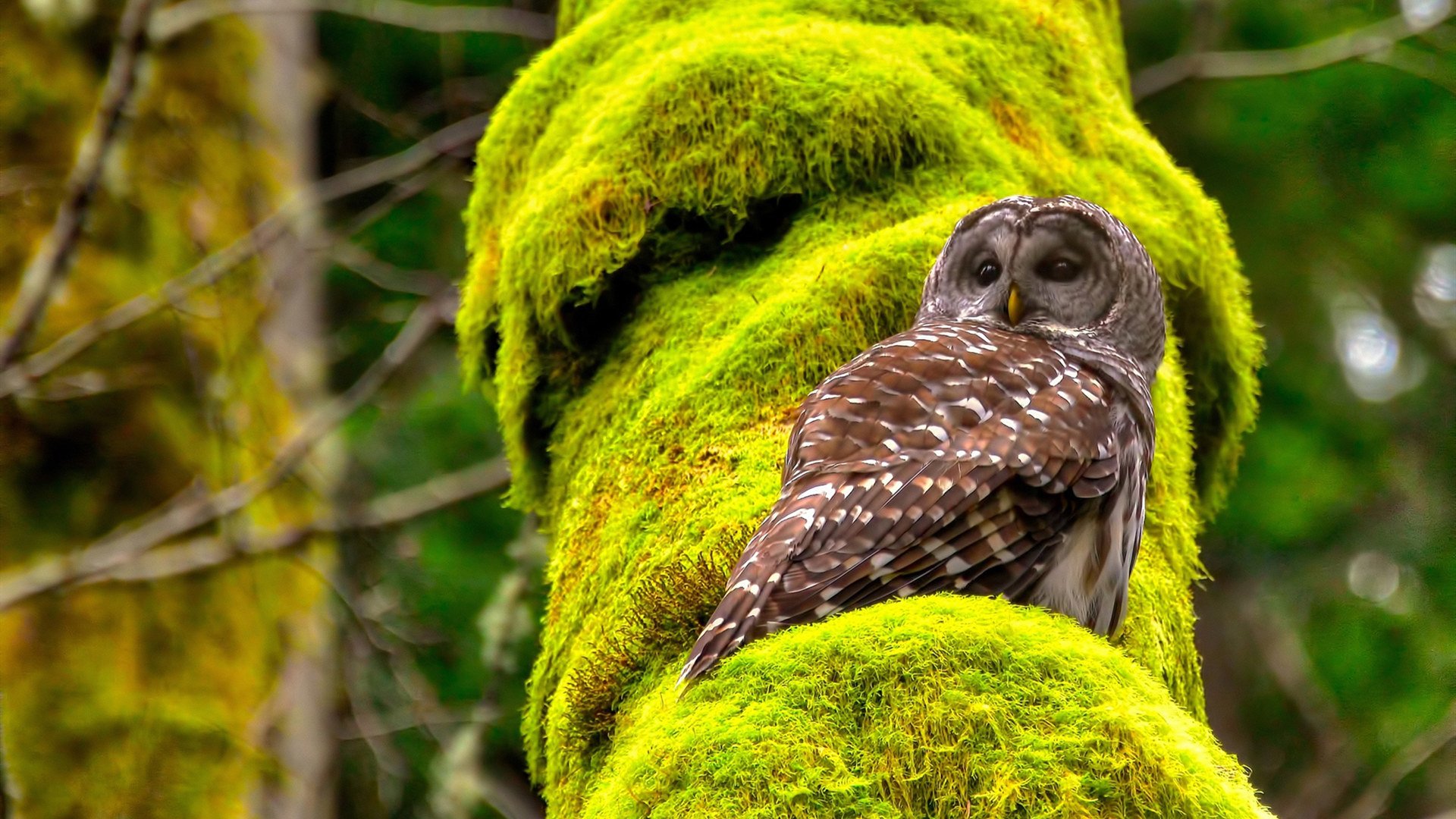 太阳破晓者,克莱如何用节奏之刃切开新疆铁幕?