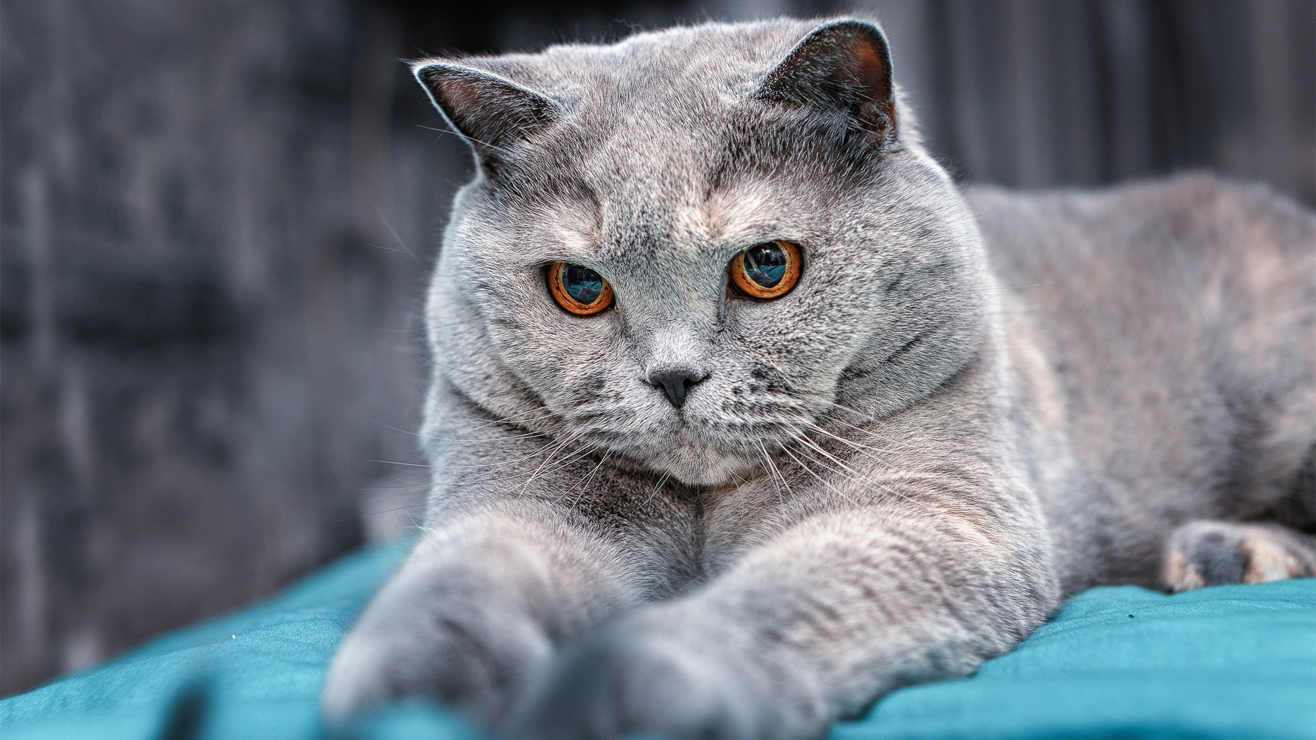 抢七生死战伊朗爆冷突围,亚洲铁骑踏碎皇家社会神话