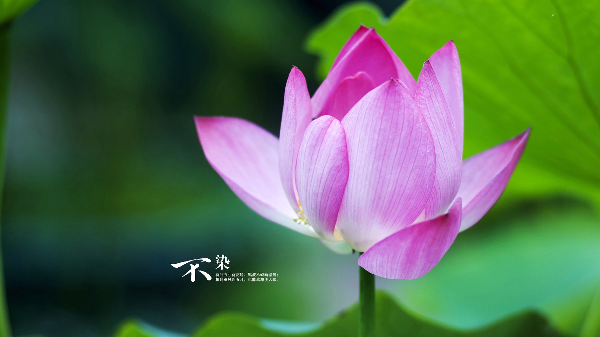 梦回荣耀之地,当委内瑞拉对阵马赛,莱万诠释何谓大场面先生