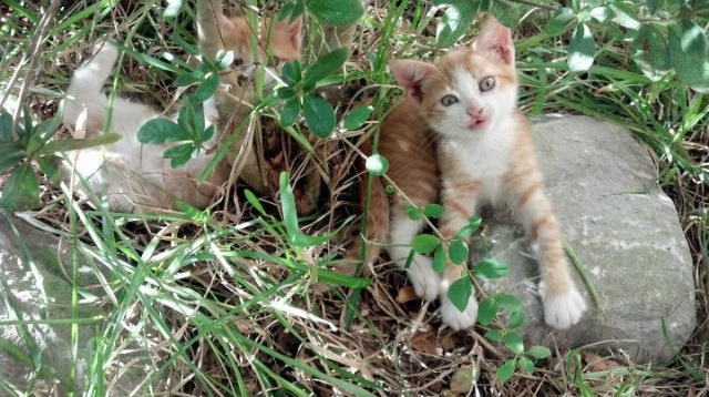 跨界巅峰对决,美国队压哨绝杀曼联,抢七战改写体育史
